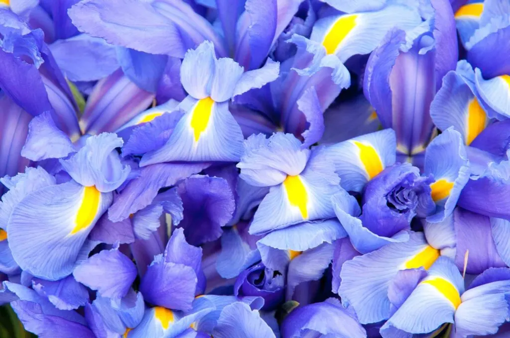 Blue iris