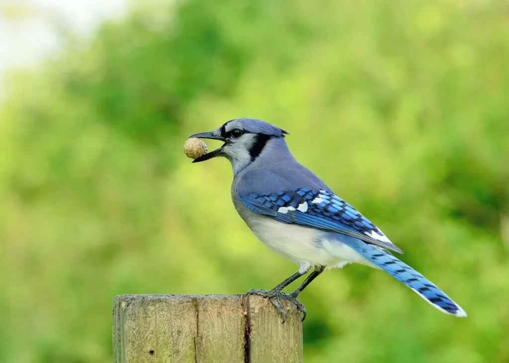 Blue jay