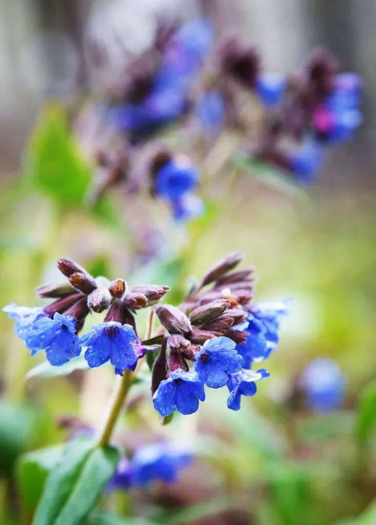 Blue Lungwort flowers