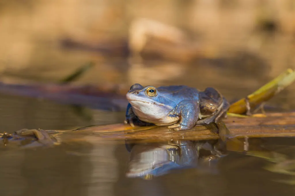 Blue moor frog