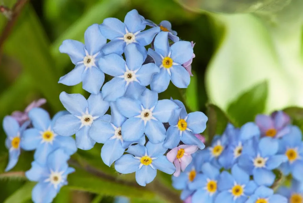 Blue forget me nots