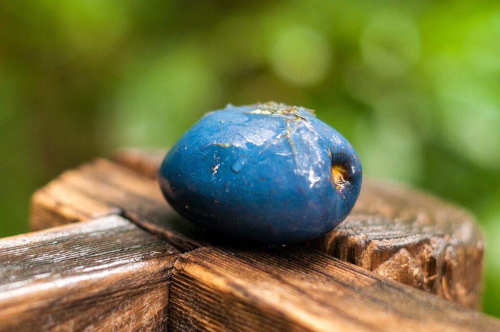 Blue quandong fruit