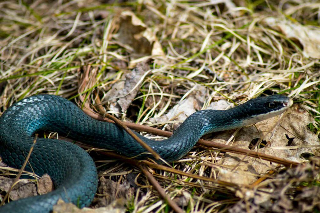 Blue racer snake