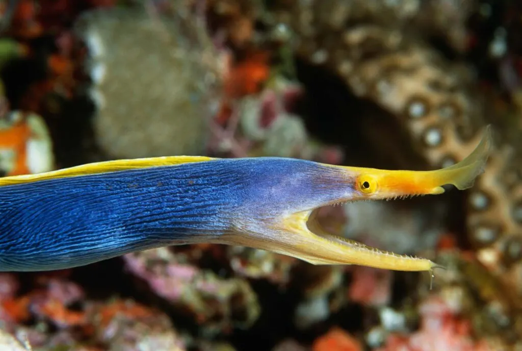 Blue ribbon eel