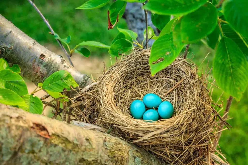 Blue Robin's eggs