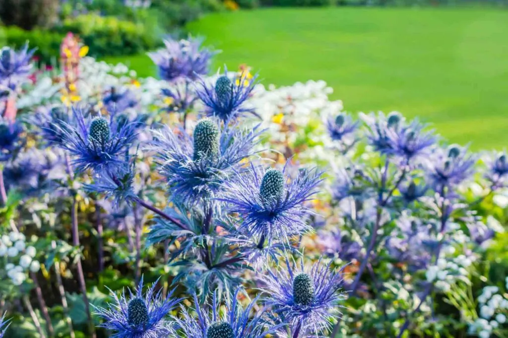 Blue sea holly