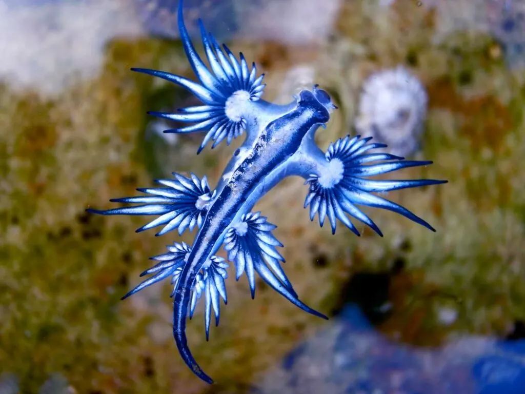 Blue sea slug