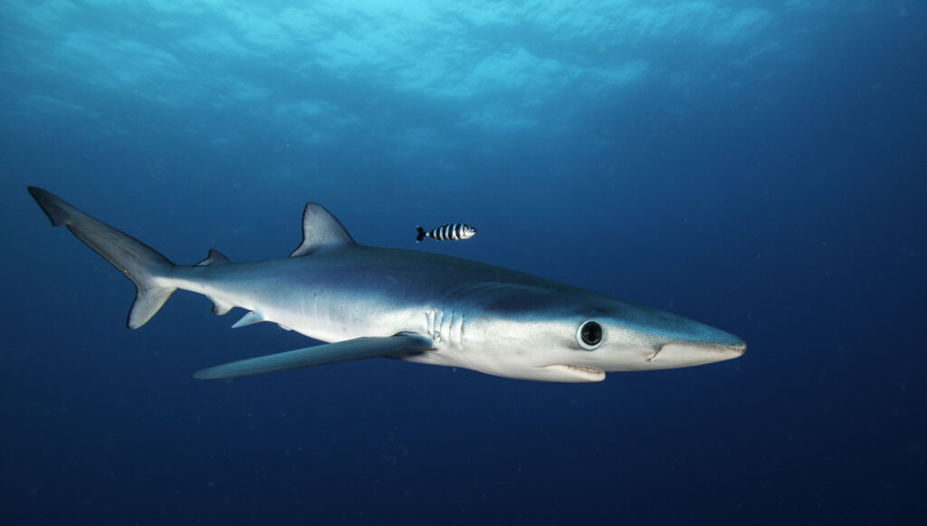 Blue shark