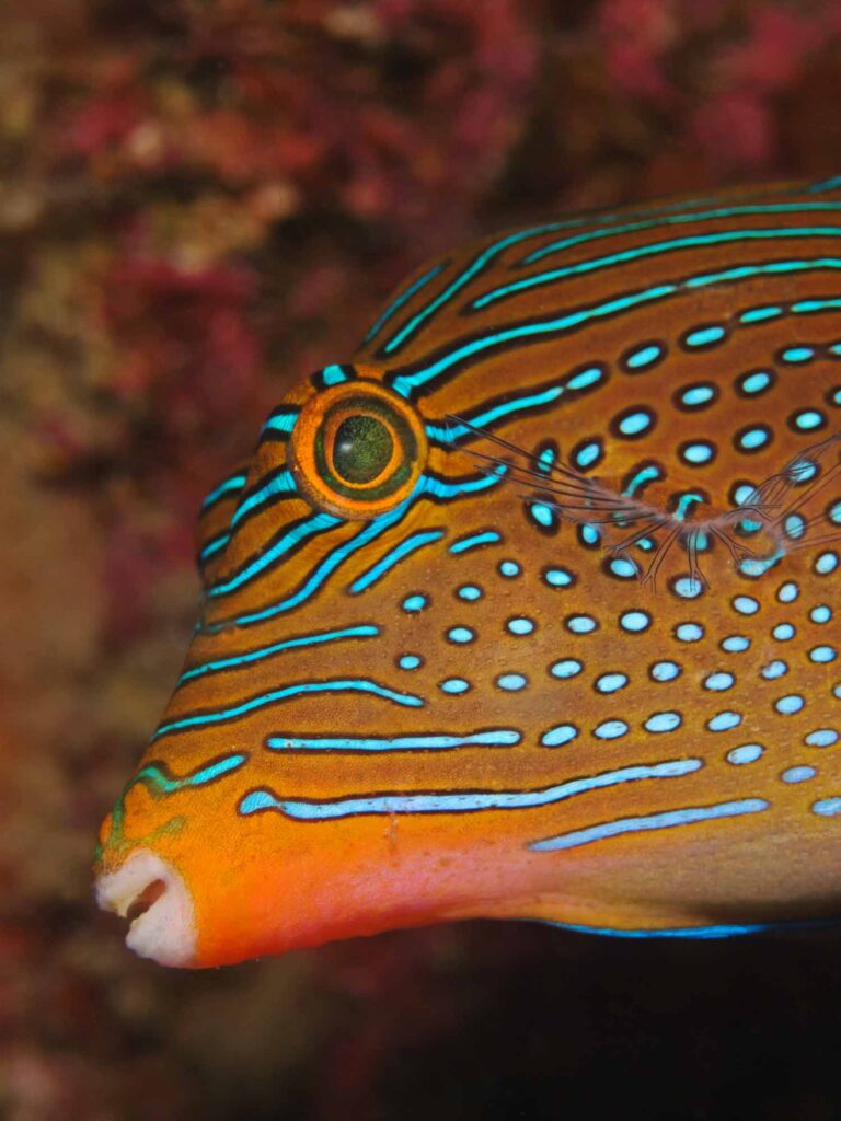 Blue spotted puffer fish