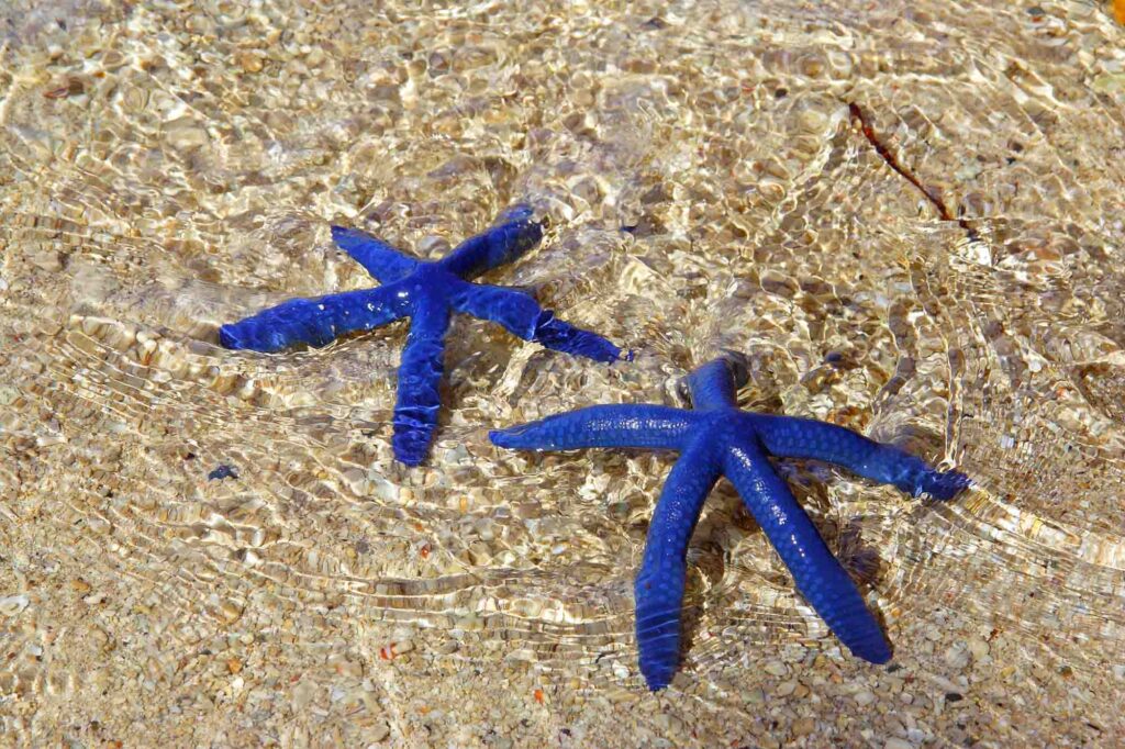 Blue starfish