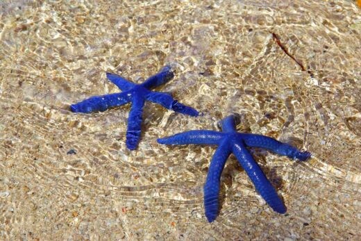 Blue Things: 101 Things That Are Blue in Nature (2024) • Colors Explained