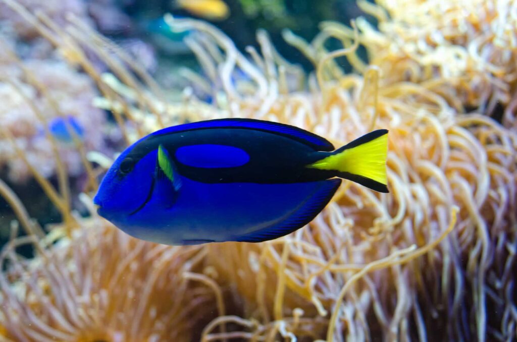 Blue tang