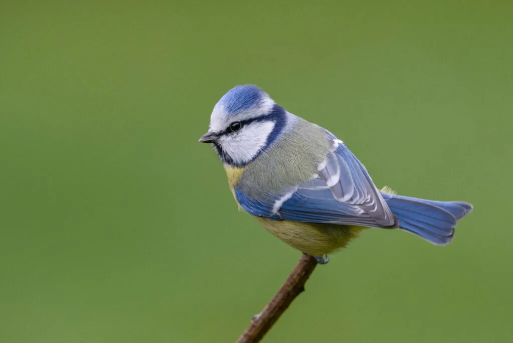 Blue Eurasian tit bird