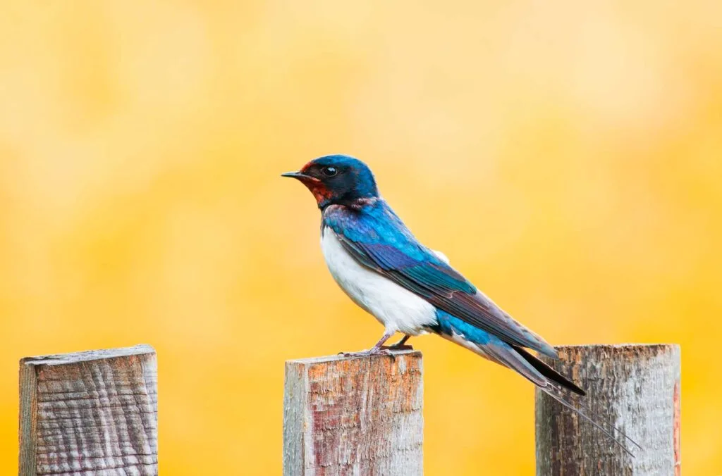 Blue tree swallow