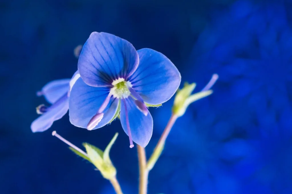 Blue Veronica Flower