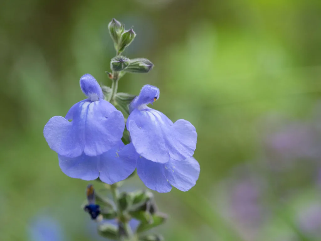 Blue germander sage