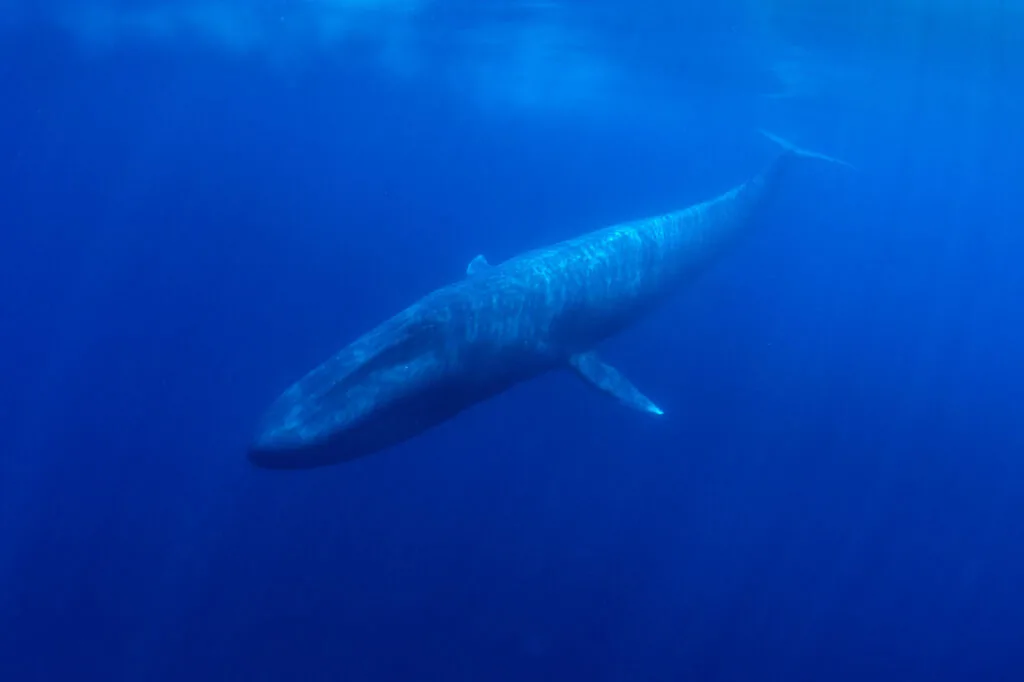 Blue whale