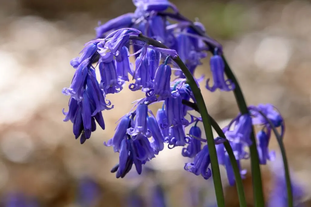 Blue common bluebells