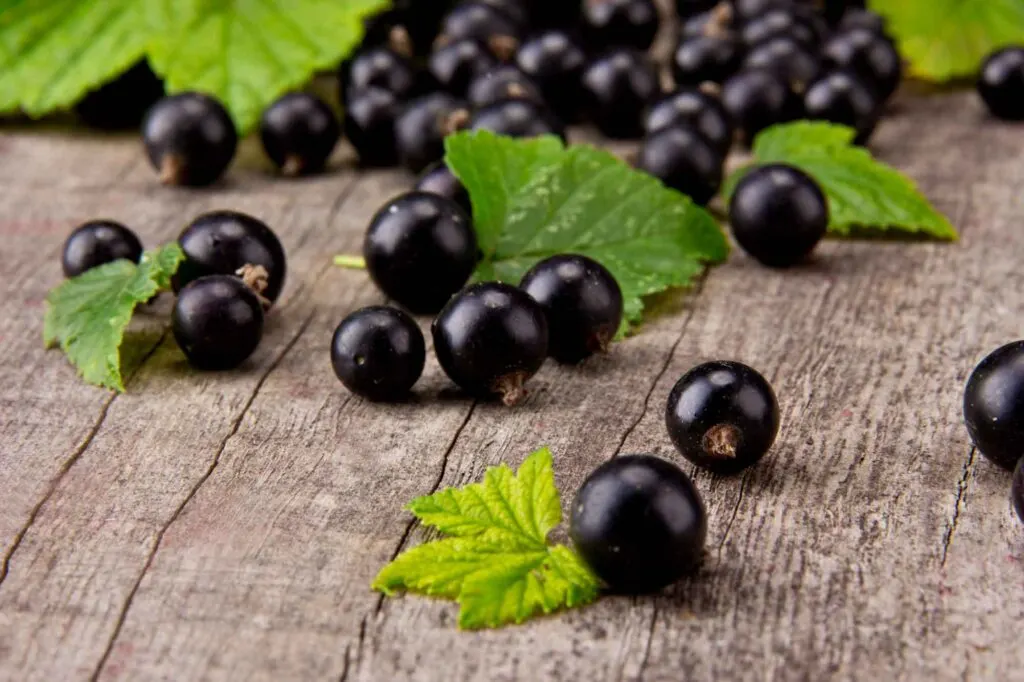 Blue black currants