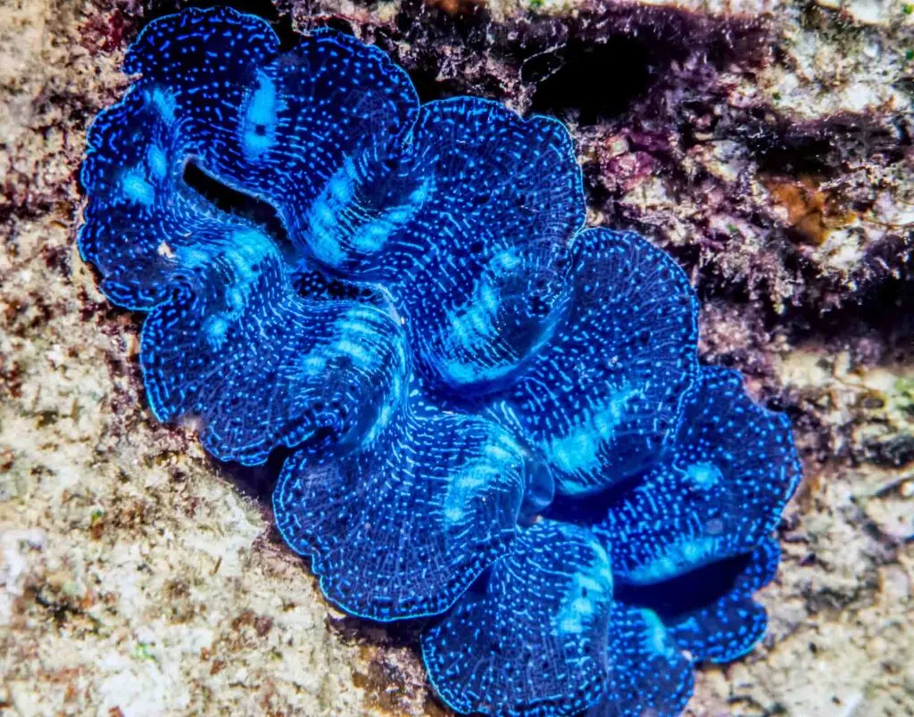 Giant blue clam