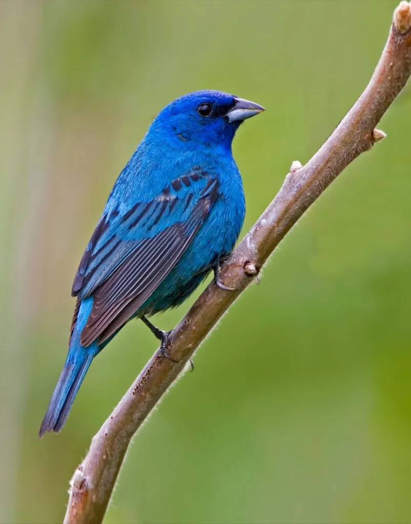 Blue indigo bunting bird
