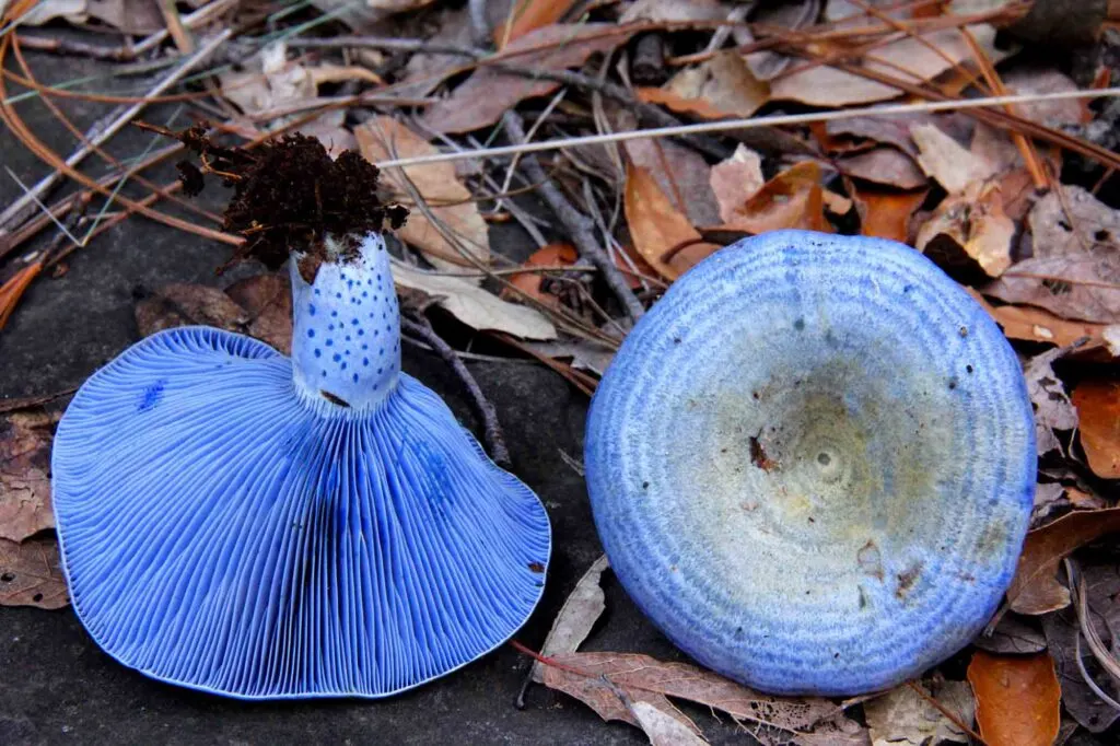 Blue indigo milk cap mushroom