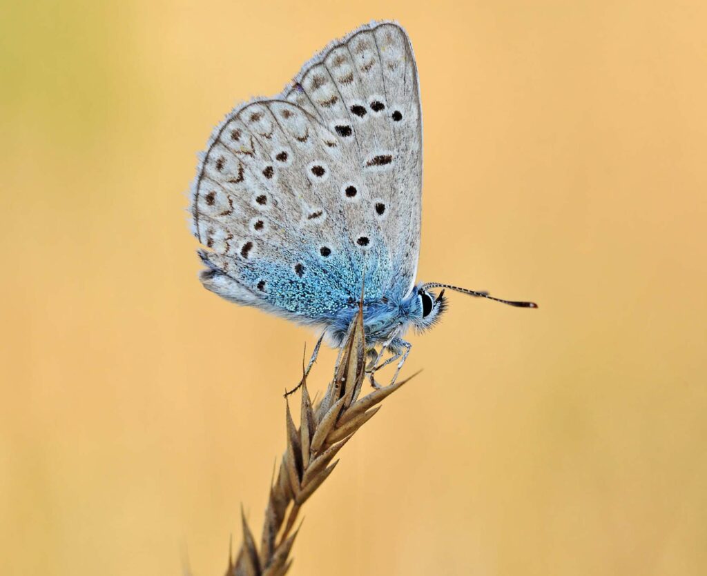 Mazarine Blue Butterfly