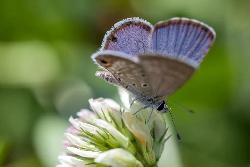 Miami Blue Butterfly