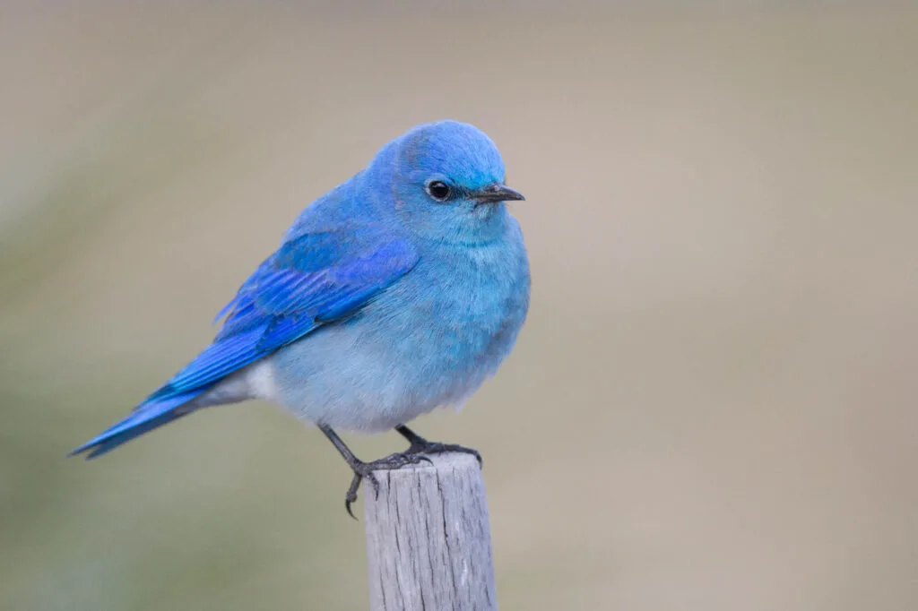 Mountain bluebird