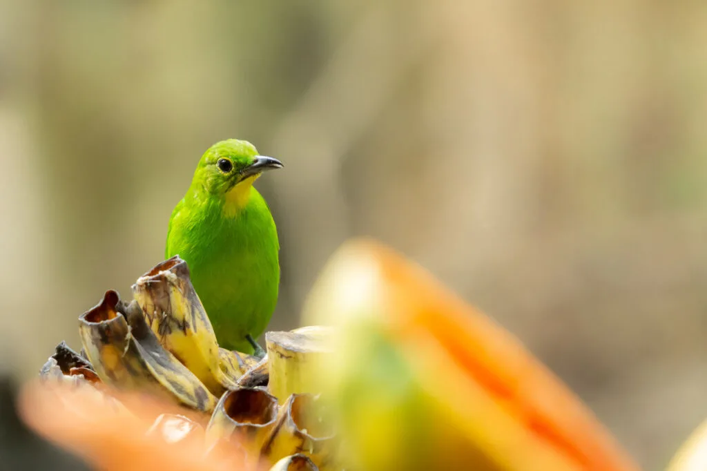 Green leafbird