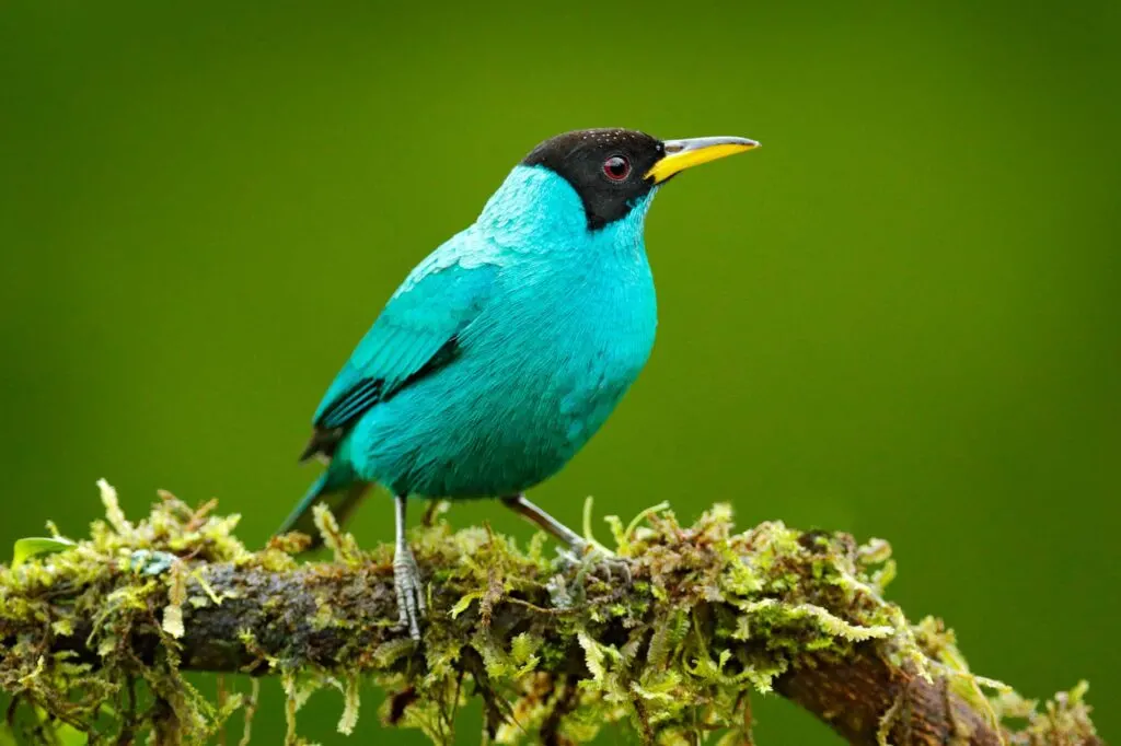 Green Honeycreeper