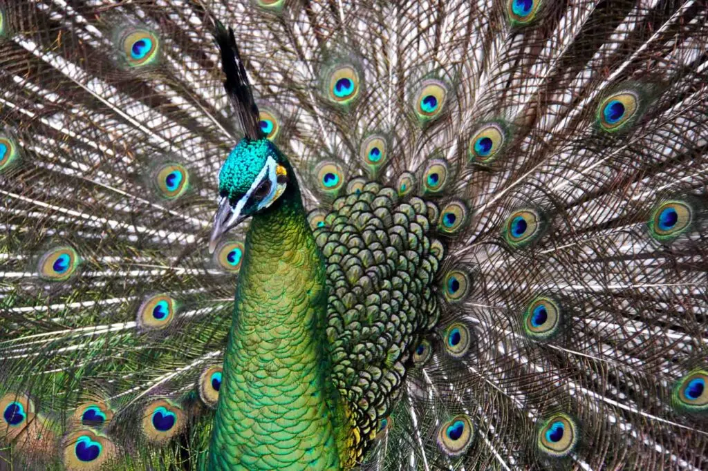 Green peafowl