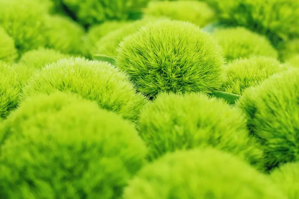 Green trick dianthus plant