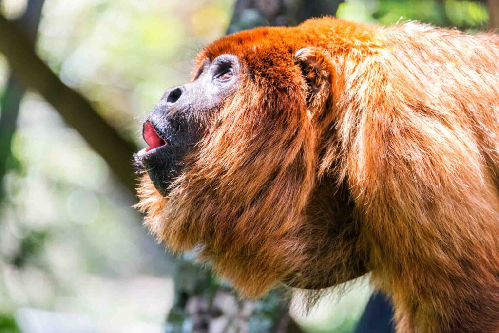 Red howler monkey