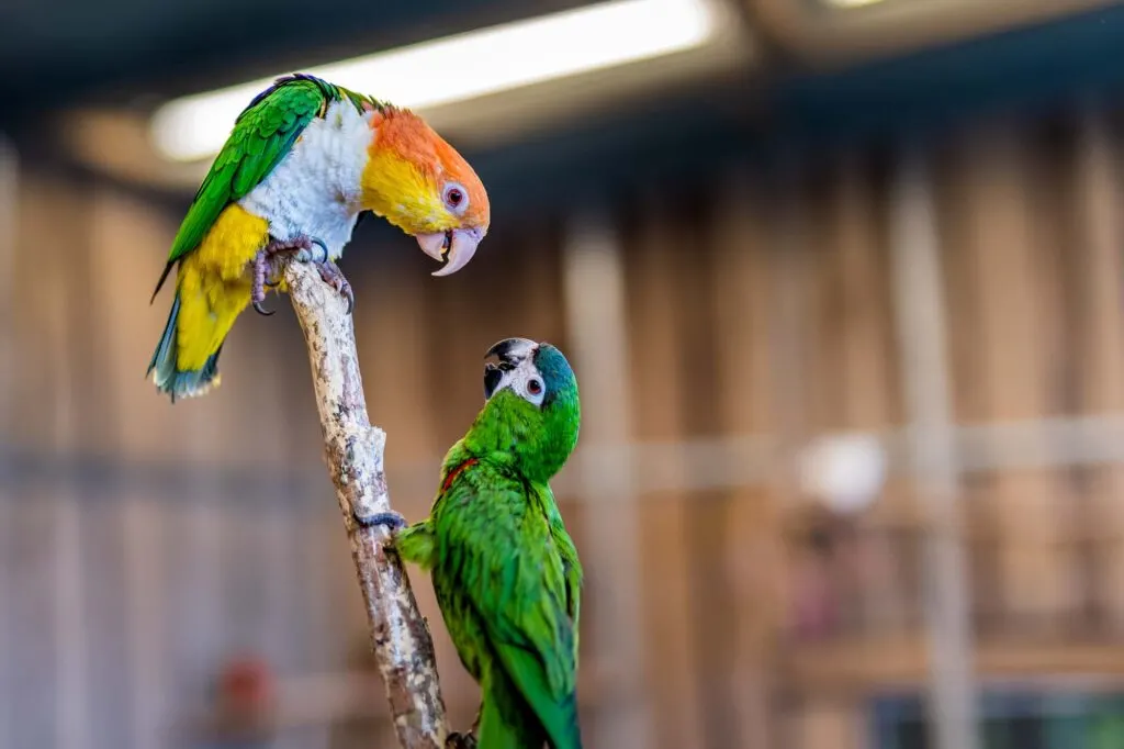 Green Carolina parakeets