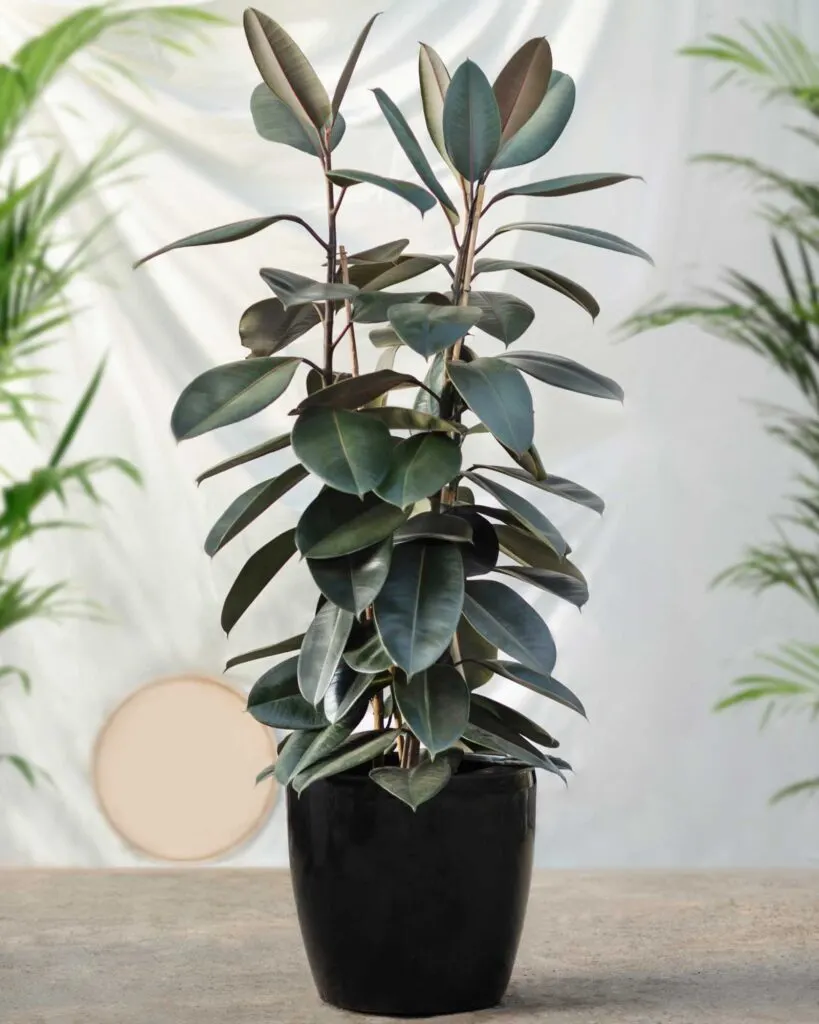Green rubber fig plant