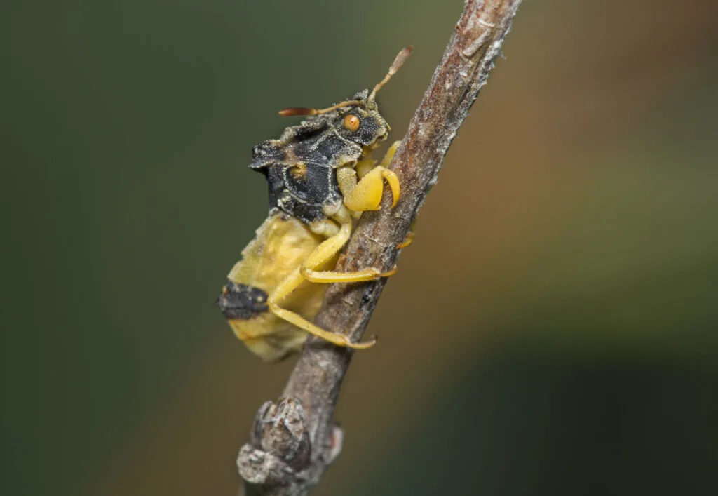 Green ambush bug