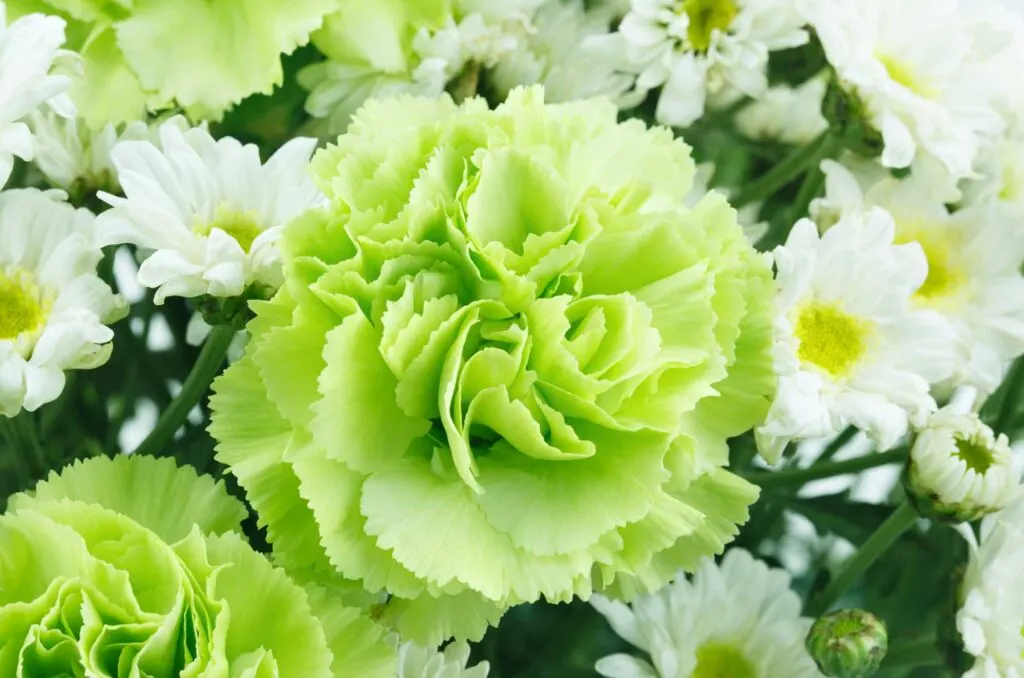 Green carnation