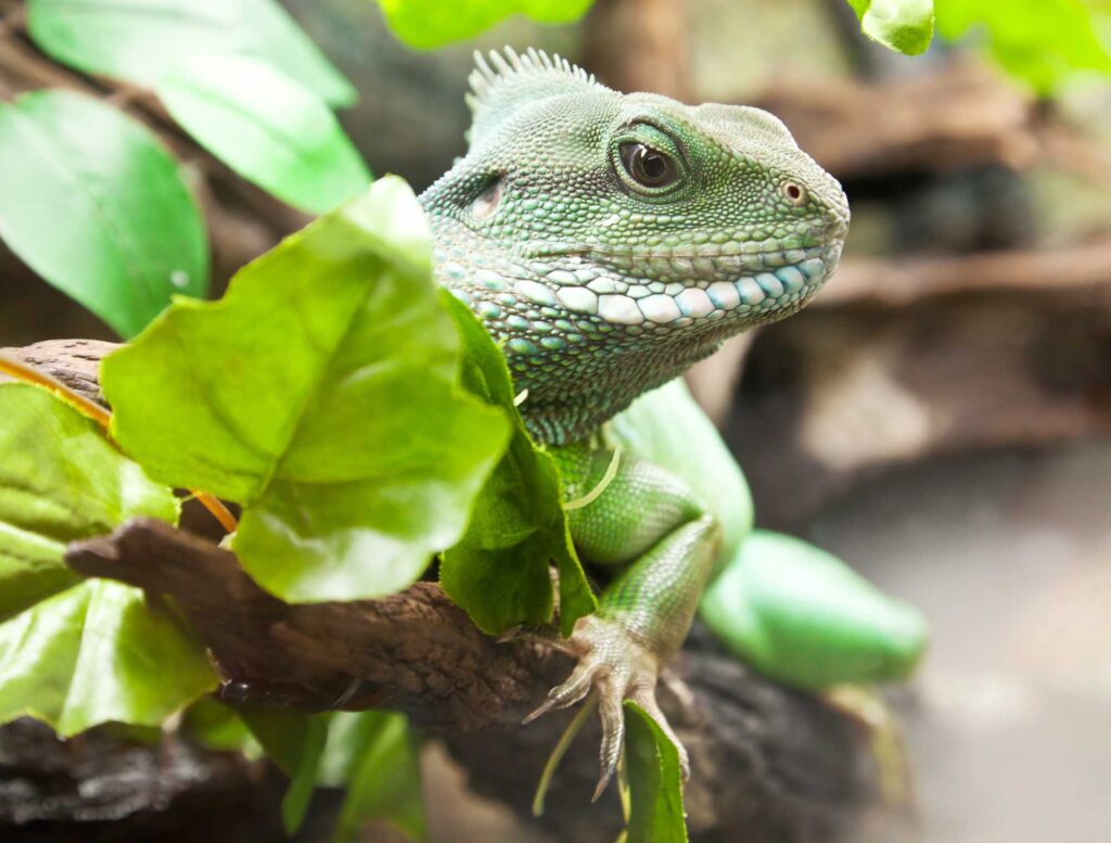 Green Chinese water dragon