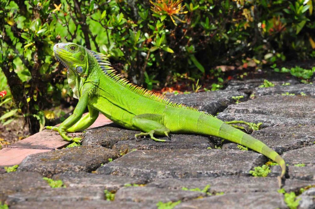 Green iguana