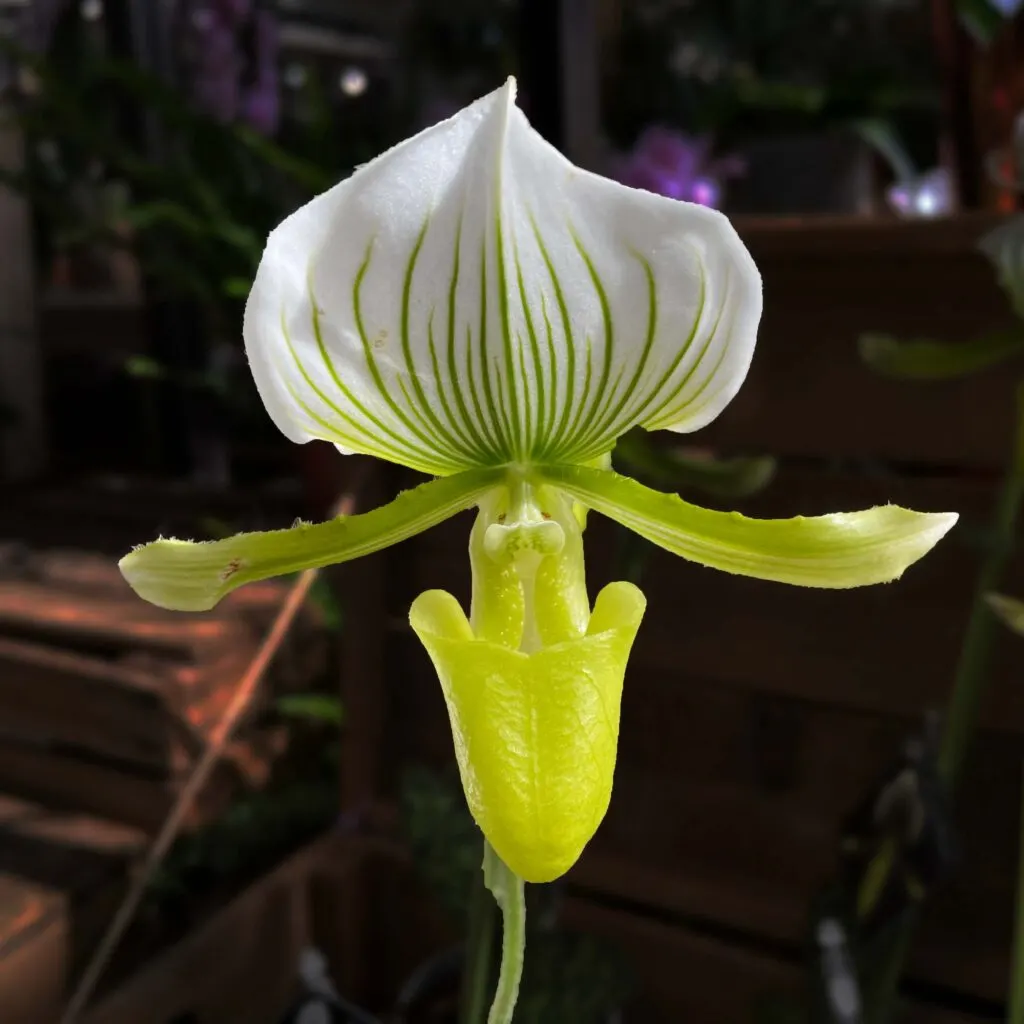 Green Lady's slipper orchid
