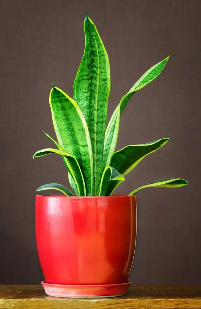 Green snake plant in a red vase