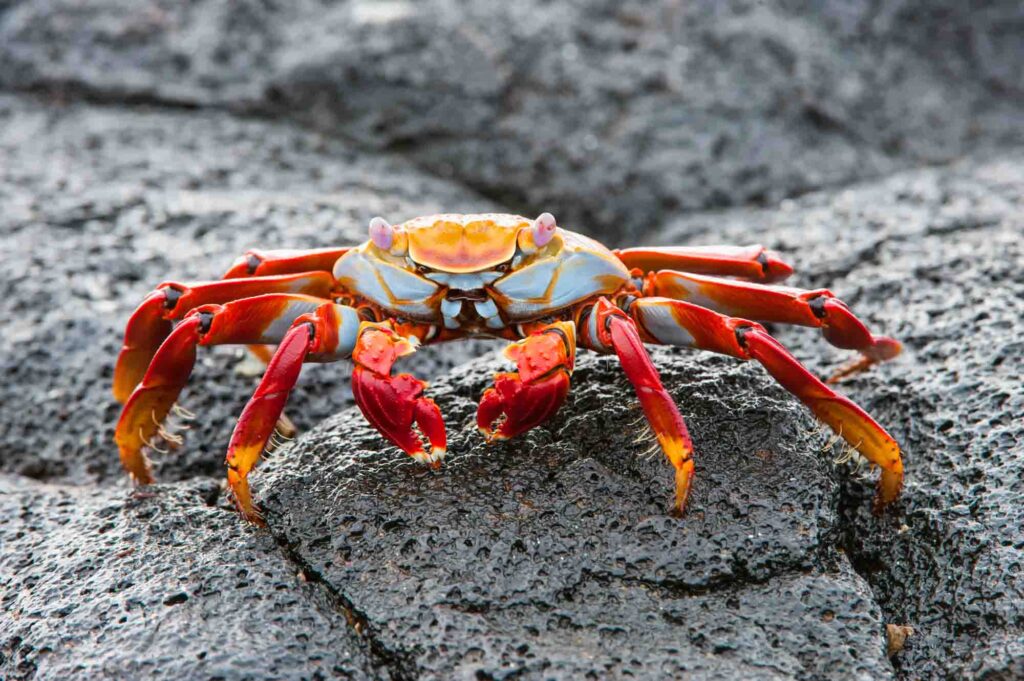 Red Sally Lightfoot Crab