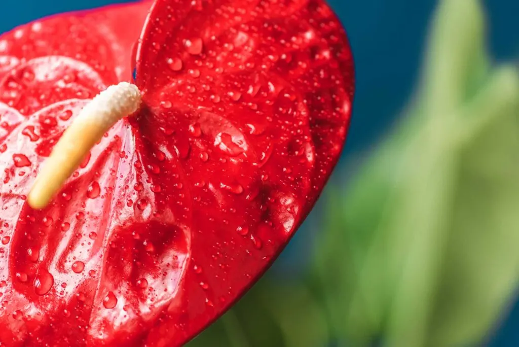 Red anthurium