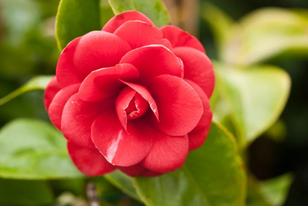 Red camellia