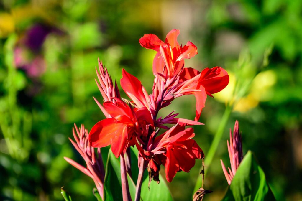 Red canna lilies