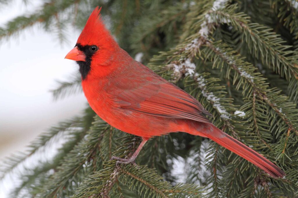 Red cardinal in snow