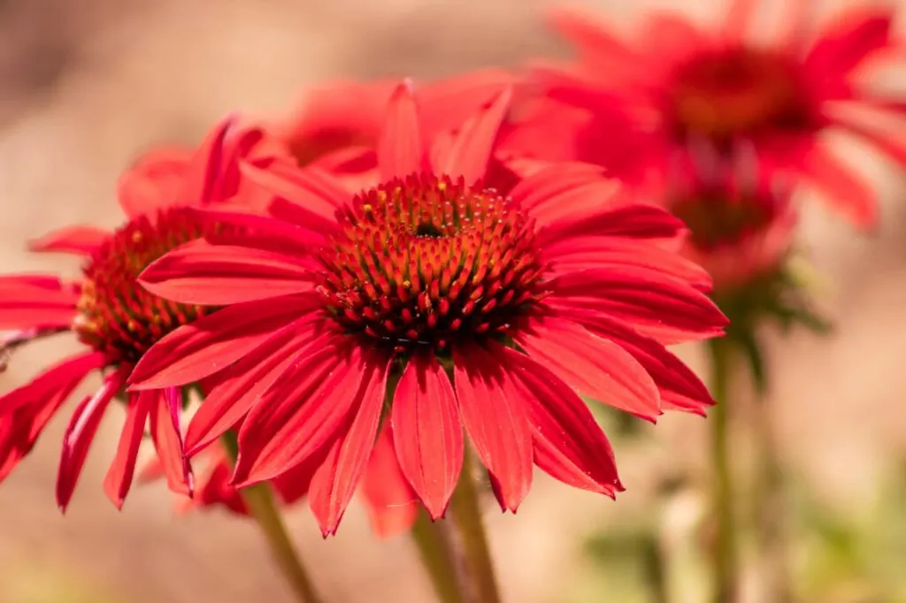 Red coneflower