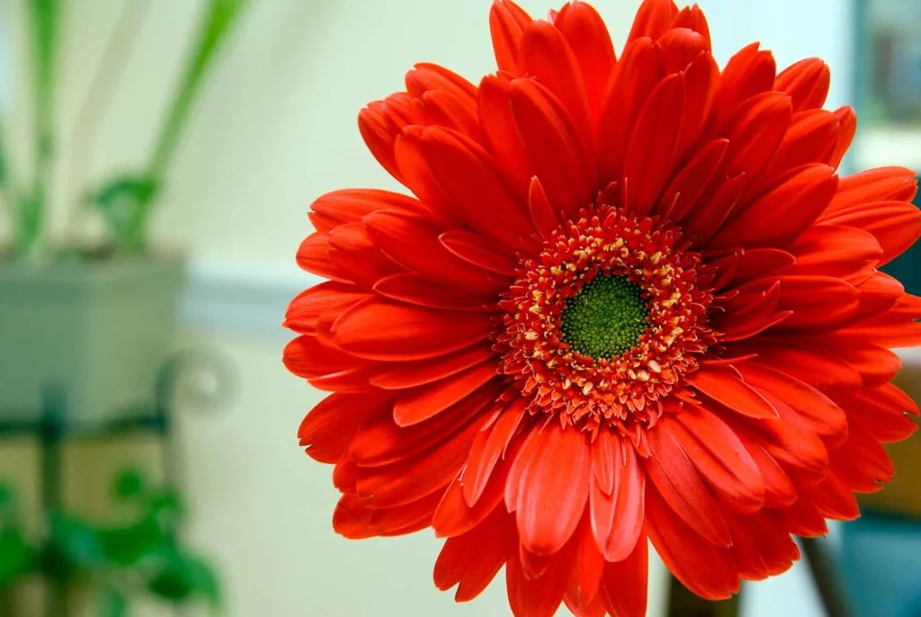 Red gerbera