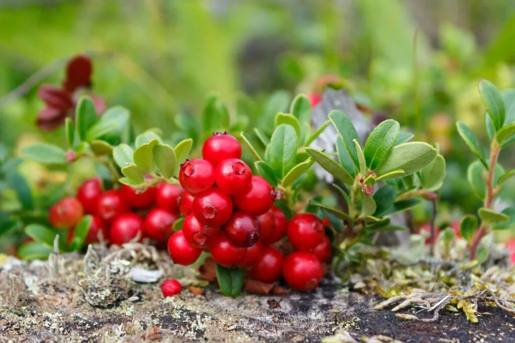 Red lingonberry